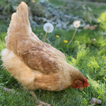 category-pic-poultry.jpg