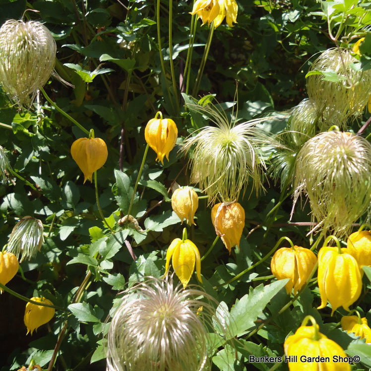 clematis-bill-mackenzie-.jpg