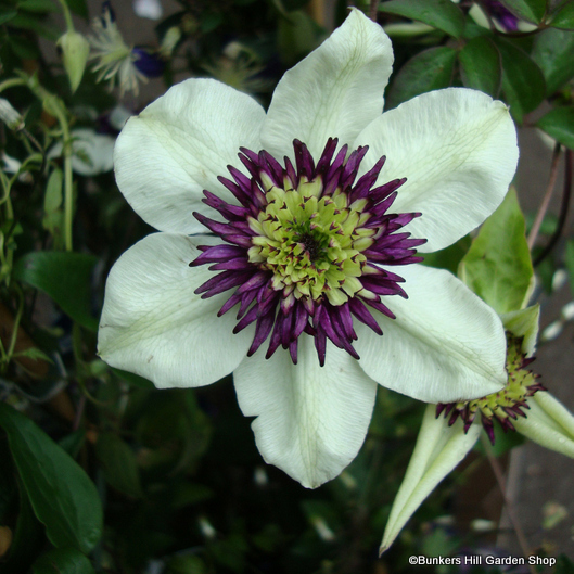 clematis-florida-sieboldii-.jpg