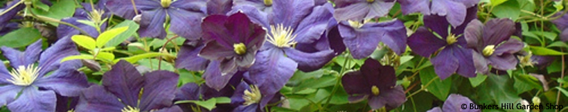 clematis-hoenysuckle-banner.jpg
