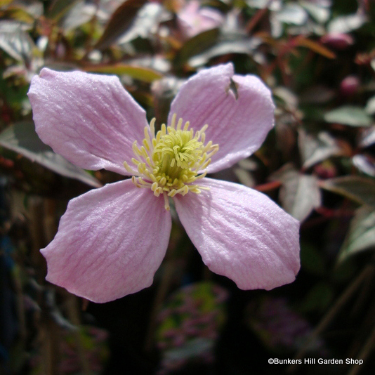 clematis-montana-fragrant-spring-.jpg