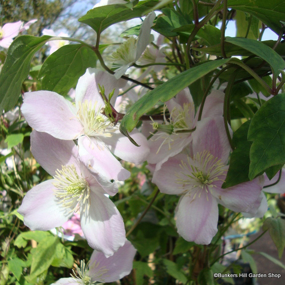 clematis-montana-var.-rubens.jpg