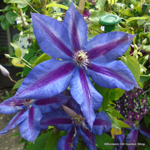 clematis-mrs-n-thompson-.jpg