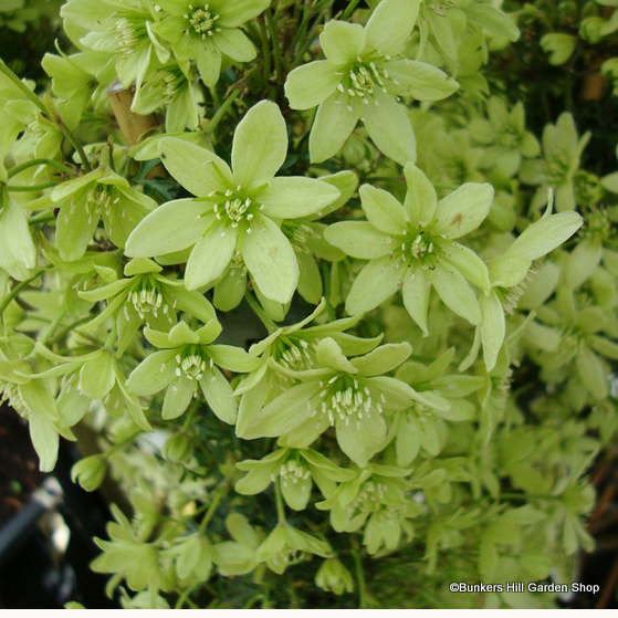 clematis-pixie-.jpg