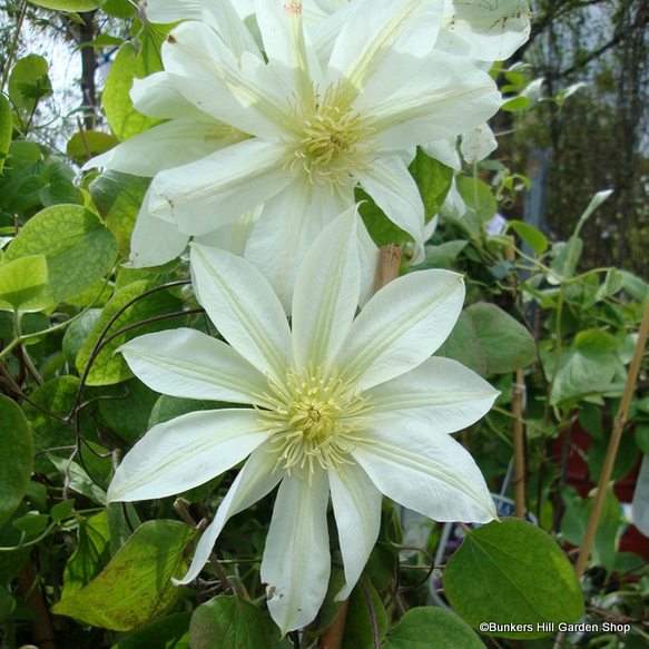 clematis-wadas-primrose-.jpg