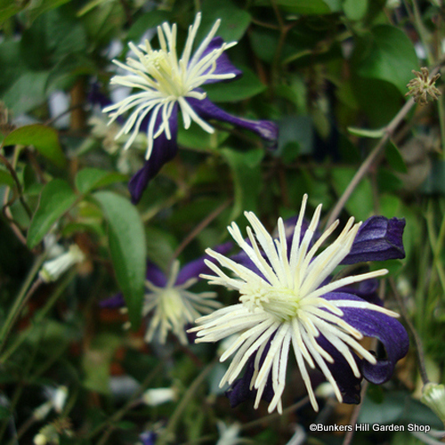 clematis-x-aromatica.jpg