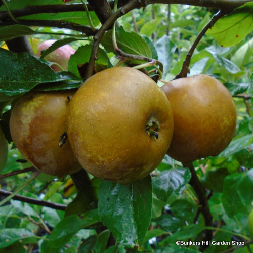 egremont-russet.jpg