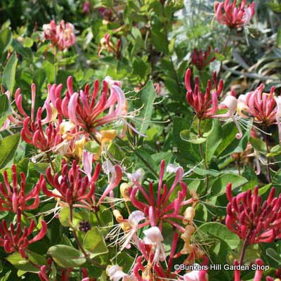 honeysuckle.jpg