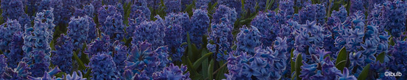 hyacinths-banner.jpg