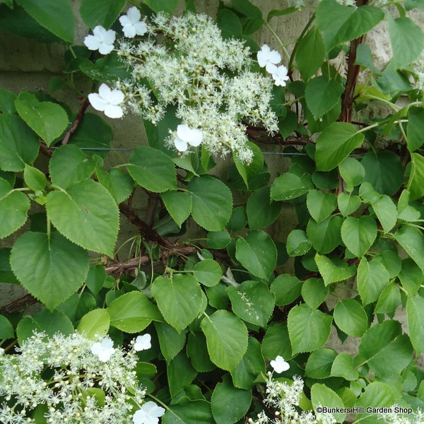 hydrangea-petriolaris.jpg