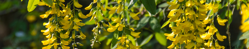 laburnum-banner.jpg
