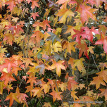 liquidamber-styraciflua4.jpg