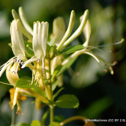 lonicera-giraldii-bobmacinnes-cc-by-2.0-.jpg
