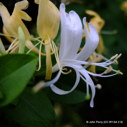 lonicera-halliana-sim-pic-john-perry-cc-by-sa-2.0-.jpg
