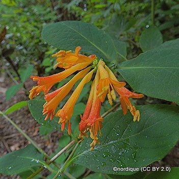 lonicera-nordique-cc-by-2.0-.jpg
