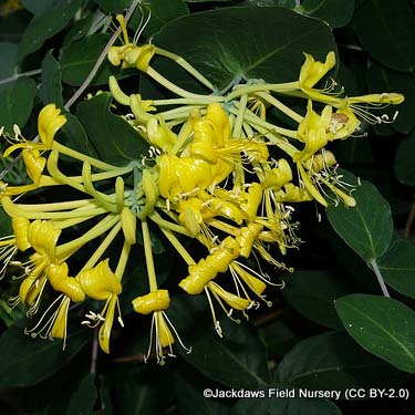 lonicera-tragophylla-jackdaws-field-nursery-cc-by-2.0-.jpg