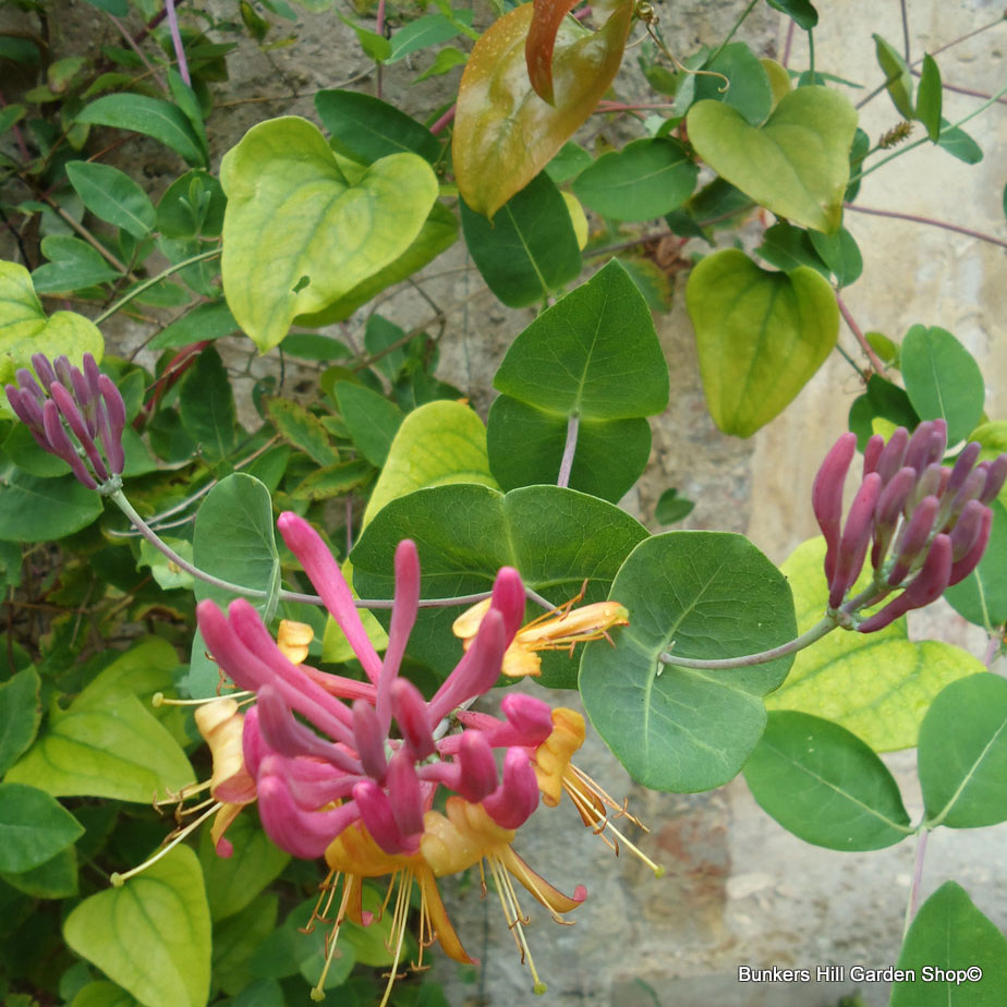 lonicera-x-americana.jpg