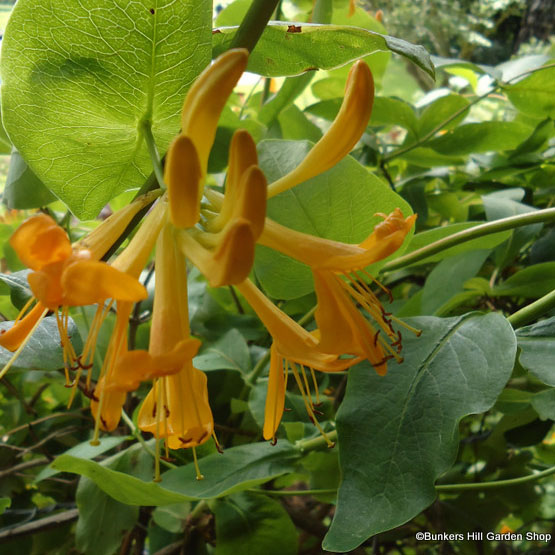 lonicera.jpg