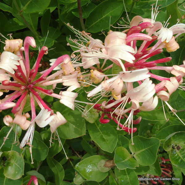 lonicera2.jpg