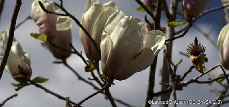 magnolia-laggedonuser-cc-by-sa-2.0-.jpg-2.jpg