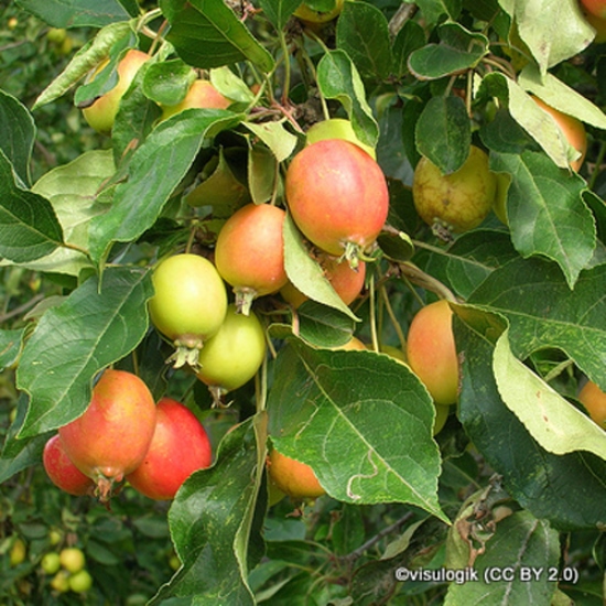 malus-sylvestris-visulogik-cc-by-2.0-.jpg