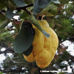 menu-image-mature-quinces-pears.jpg
