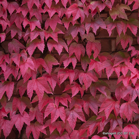 parthenocissus-ahisgett-cc-by-2.0-.jpg