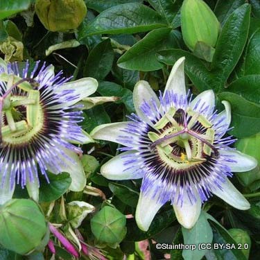 passionflower-stainthorp-cc-by-sa-2.0-.jpg