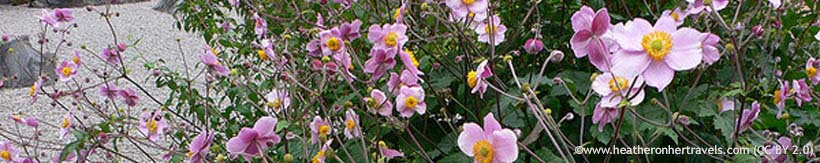 perennials-anemones-banner.jpg