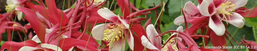 perennials-aquilegias-banner.jpg