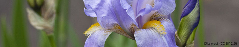 perennials-iris-banner.jpg