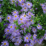 product-categories-asters.jpg