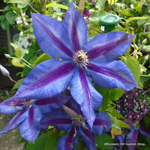 product-categories-clematis.jpg