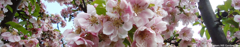 prunus-ornamental-tree-banner.jpg