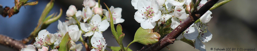 pyrus-chanticleer-banner.jpg