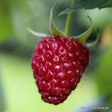 raspberry-glen-lyon-sqaure.png