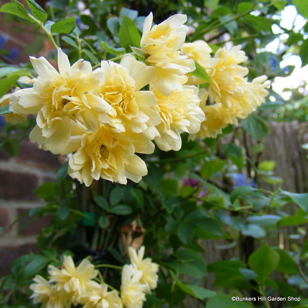 rosa-banksia-lutea.jpg