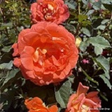 rose-super-trouper-floribunda-160-x-160.jpg