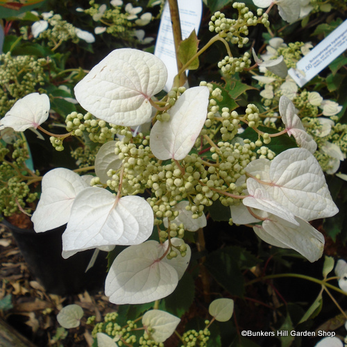 schizophragma-hydrangeoides.jpg