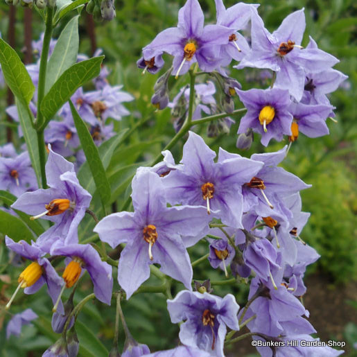 solanum-crispum-glasnevin-2.jpg