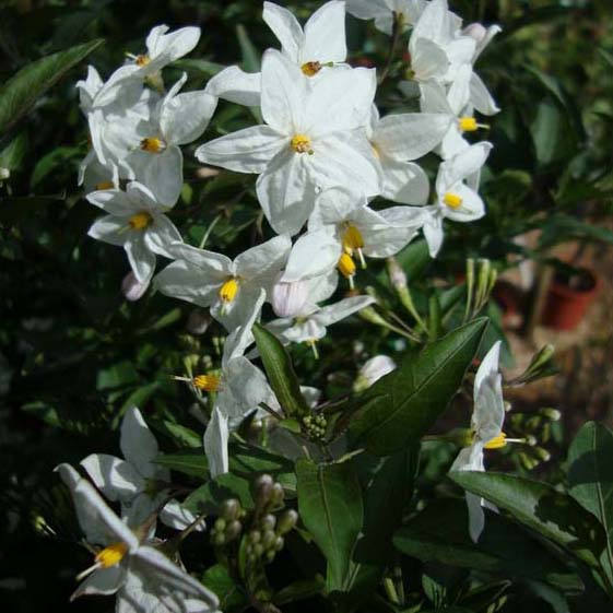 solanum-jasminoides-album-3.jpg