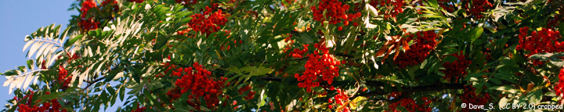 sorbus-aucuparia-banner.jpg sorbus-aucuparia-banner.jpg