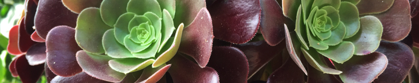 succulents-banner.jpg