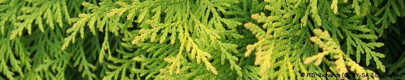 thuja-banner.jpg