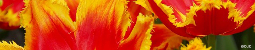 tulip-premium-banner.jpg