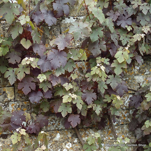 vitis-vinifera-purpurea-.jpg