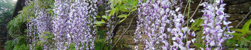 wisteria-banner.jpg