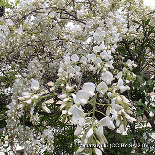 wisteria-matsuyuki-cc-by-sa-2.0-.jpg