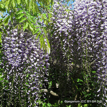 wisteria-peganum-cc-by-sa-2.0-.jpg