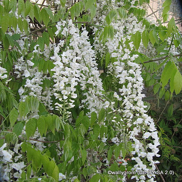 wisteria-sinensis-alba-wallygrom-cc-by-sa-2.0-.jpg